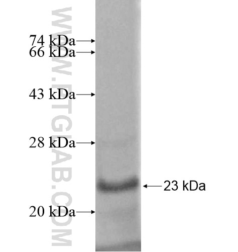 CRYGC fusion protein Ag12611 SDS-PAGE