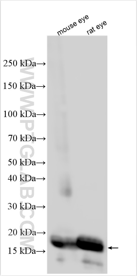 WB analysis using 32233-1-AP Western Blot (WB) analysis of various lysates using CRYGD Polyclonal antibody (32233-1-AP)