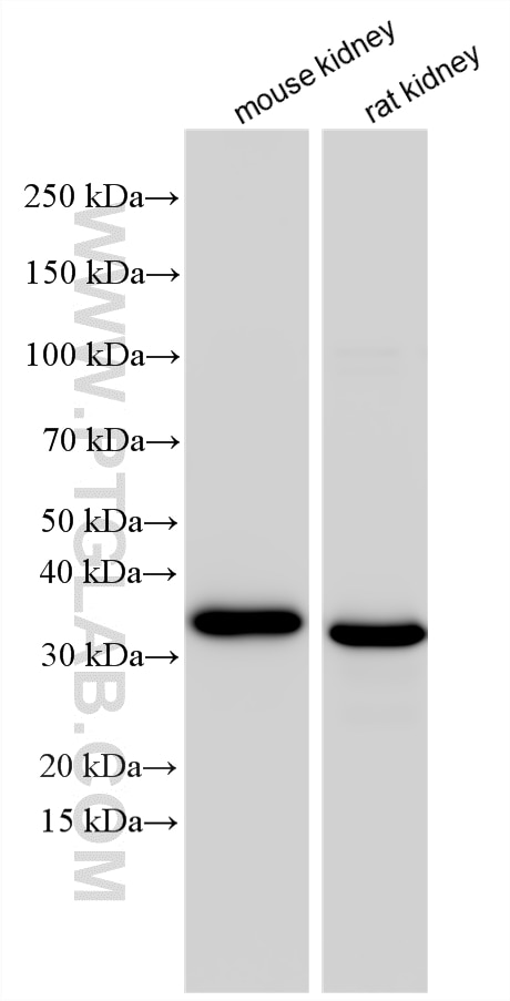 WB analysis using 33679-1-AP Western Blot (WB) analysis of various lysates using CRYL1 Polyclonal antibody (33679-1-AP)