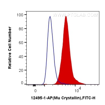 Flow cytometry (FC) experiment of SH-SY5Y cells using Mu Crystallin Polyclonal antibody (12495-1-AP)
