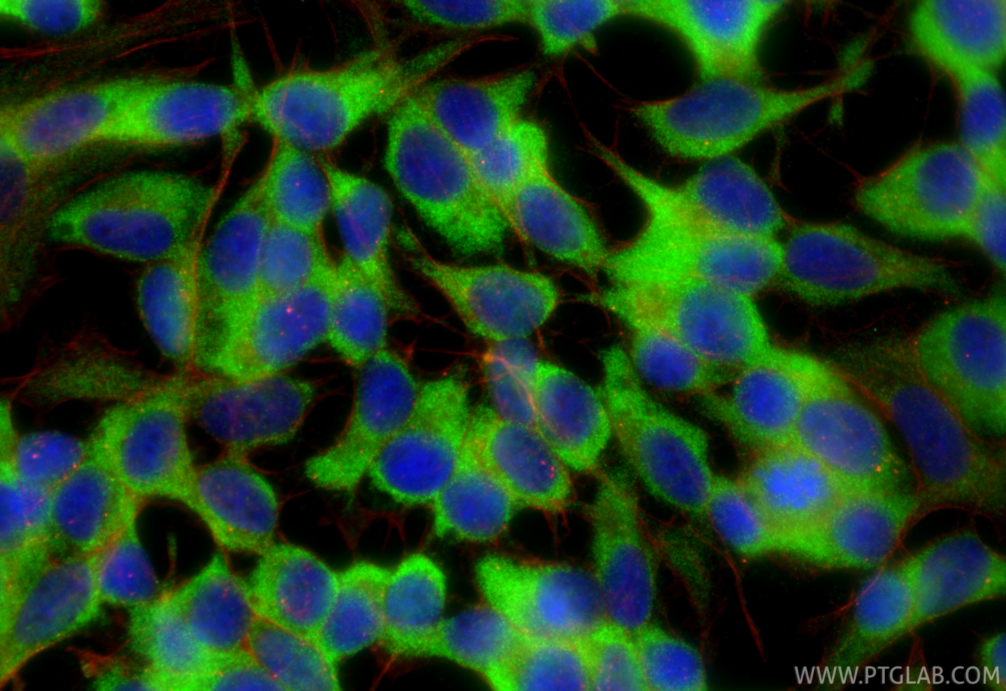 IF Staining of SH-SY5Y using 12495-1-AP Immunofluorescence (IF) / fluorescent staining of SH-SY5Y cells using Mu Crystallin Polyclonal antibody (12495-1-AP)