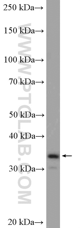 Western Blot (WB) analysis of Jurkat cells using Mu Crystallin Polyclonal antibody (12495-1-AP)