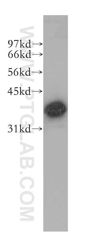 Western Blot (WB) analysis of Y79 cells using Mu Crystallin Polyclonal antibody (12495-1-AP)