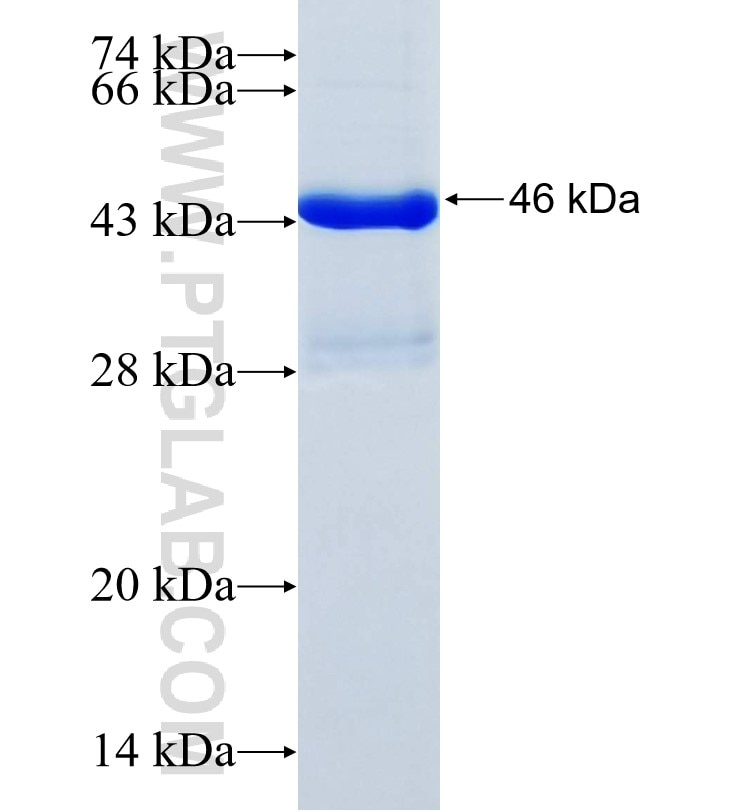 CRYZ fusion protein Ag35066 SDS-PAGE