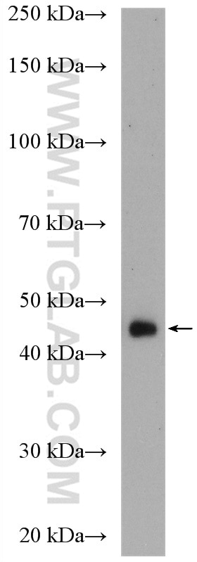 Western Blot (WB) analysis of COS-7 cells using CRYZL1 Polyclonal antibody (16894-1-AP)