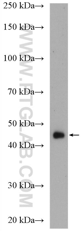 WB analysis of COS-7 using 16894-1-AP