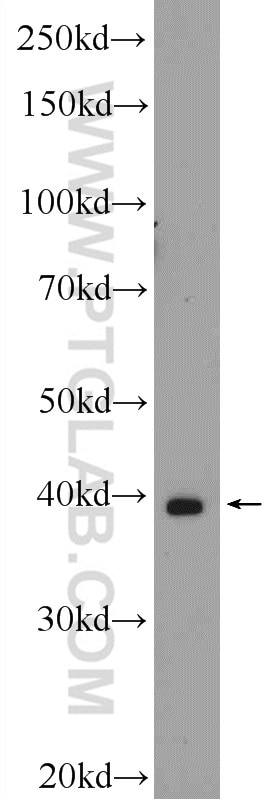 Western Blot (WB) analysis of COS-7 cells using CRYZL1 Polyclonal antibody (16894-1-AP)