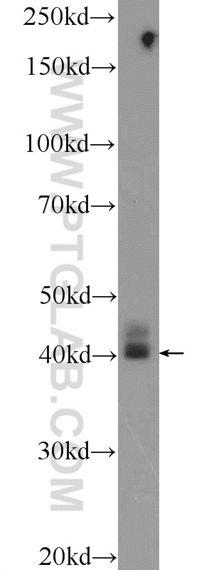 Western Blot (WB) analysis of MCF-7 cells using CRYZL1 Polyclonal antibody (16894-1-AP)