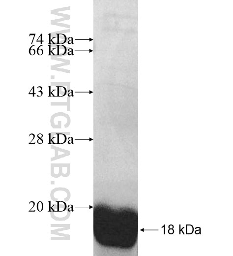 CRYZL1 fusion protein Ag10461 SDS-PAGE
