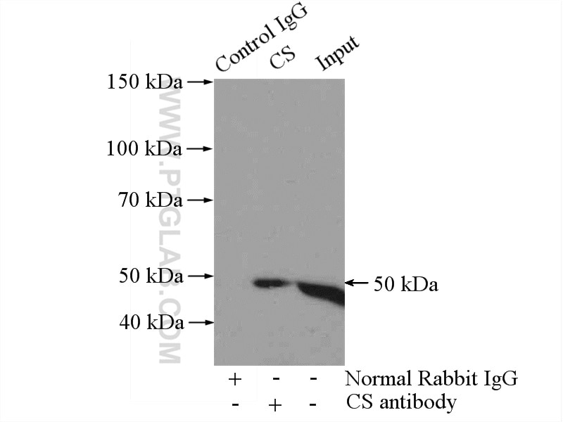Immunoprecipitation (IP) experiment of mouse heart tissue using Citrate synthase Polyclonal antibody (16131-1-AP)