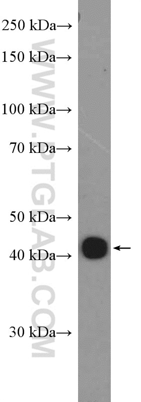 Western Blot (WB) analysis of HeLa cells using Citrate synthase Polyclonal antibody (16131-1-AP)