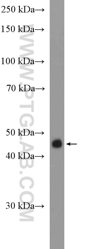 Western Blot (WB) analysis of mouse heart tissue using Citrate synthase Polyclonal antibody (16131-1-AP)