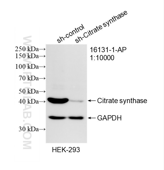 Western Blot (WB) analysis of HEK-293 cells using Citrate synthase Polyclonal antibody (16131-1-AP)