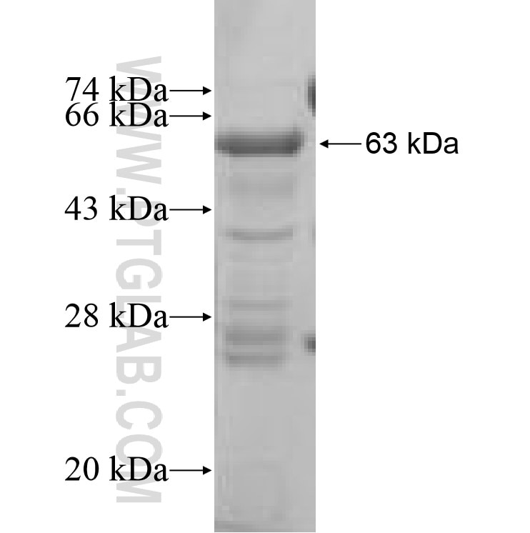 CS fusion protein Ag9117 SDS-PAGE