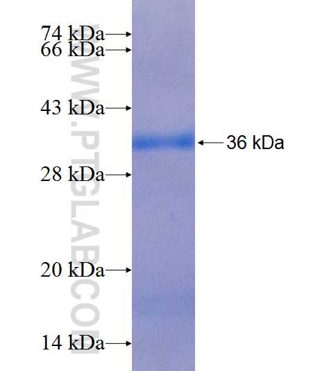 CS fusion protein Ag9255 SDS-PAGE