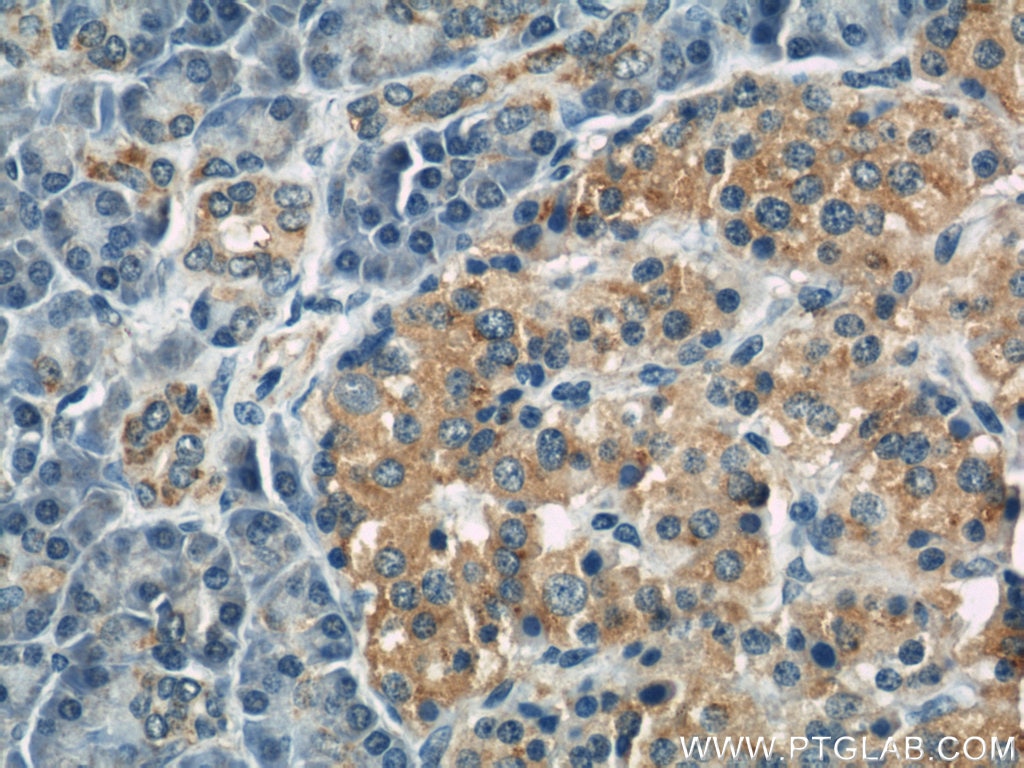 IHC staining of human pancreas using 22870-1-AP