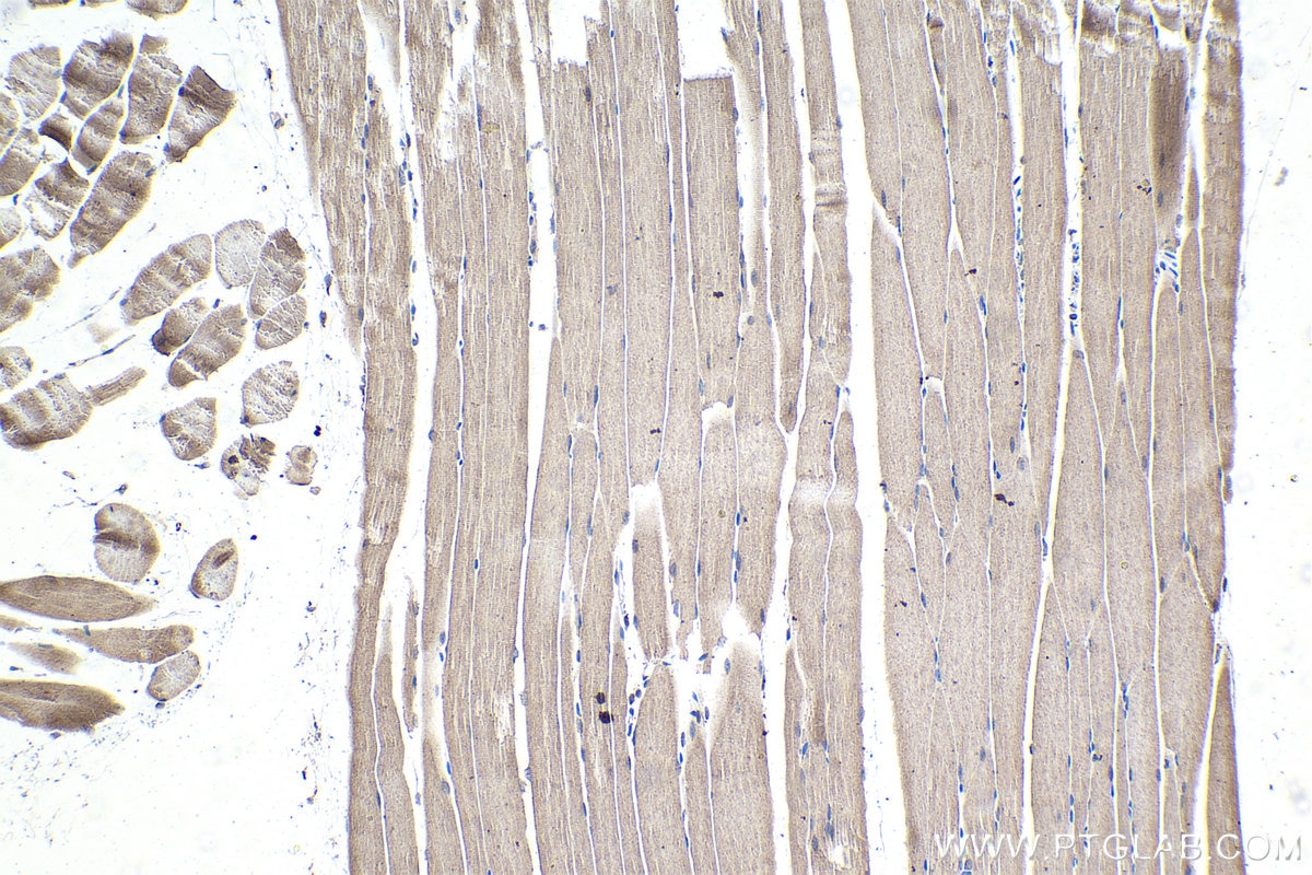 Immunohistochemistry (IHC) staining of mouse skeletal muscle tissue using CSDA Polyclonal antibody (27785-1-AP)