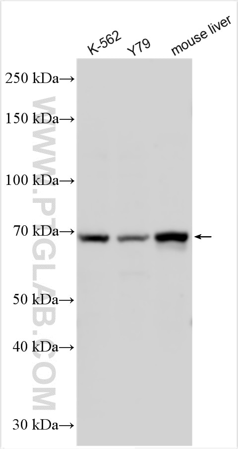 Western Blot (WB) analysis of various lysates using CSDA Polyclonal antibody (27785-1-AP)