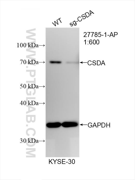 Western Blot (WB) analysis of KYSE-30 cells using CSDA Polyclonal antibody (27785-1-AP)