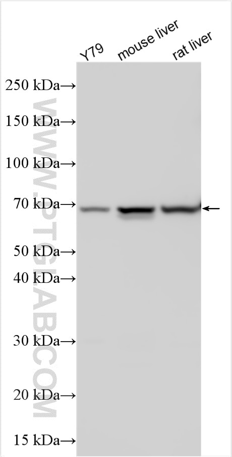 Western Blot (WB) analysis of various lysates using CSDA Polyclonal antibody (27785-1-AP)