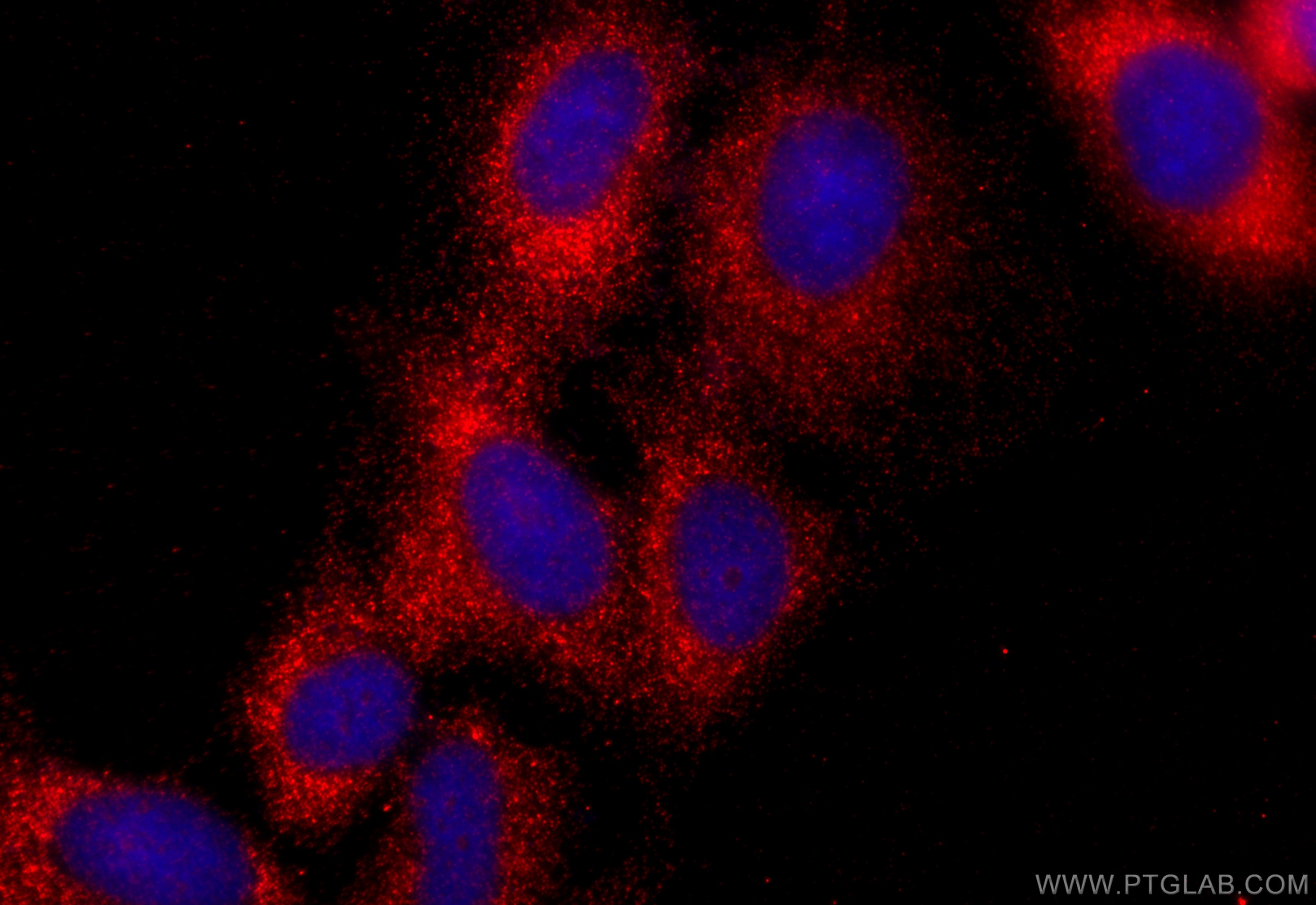 Immunofluorescence (IF) / fluorescent staining of U2OS cells using CSDA Polyclonal antibody (31704-1-AP)