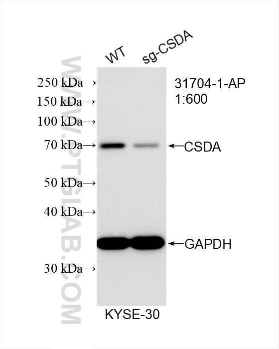 Western Blot (WB) analysis of KYSE-30 cells using CSDA Polyclonal antibody (31704-1-AP)