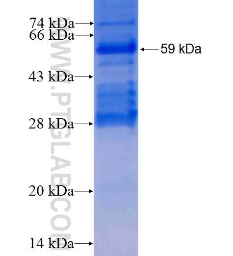 CSDA fusion protein Ag26839 SDS-PAGE