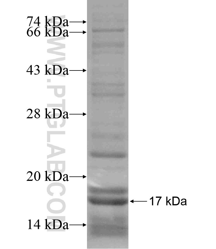 CSDC2 fusion protein Ag17012 SDS-PAGE