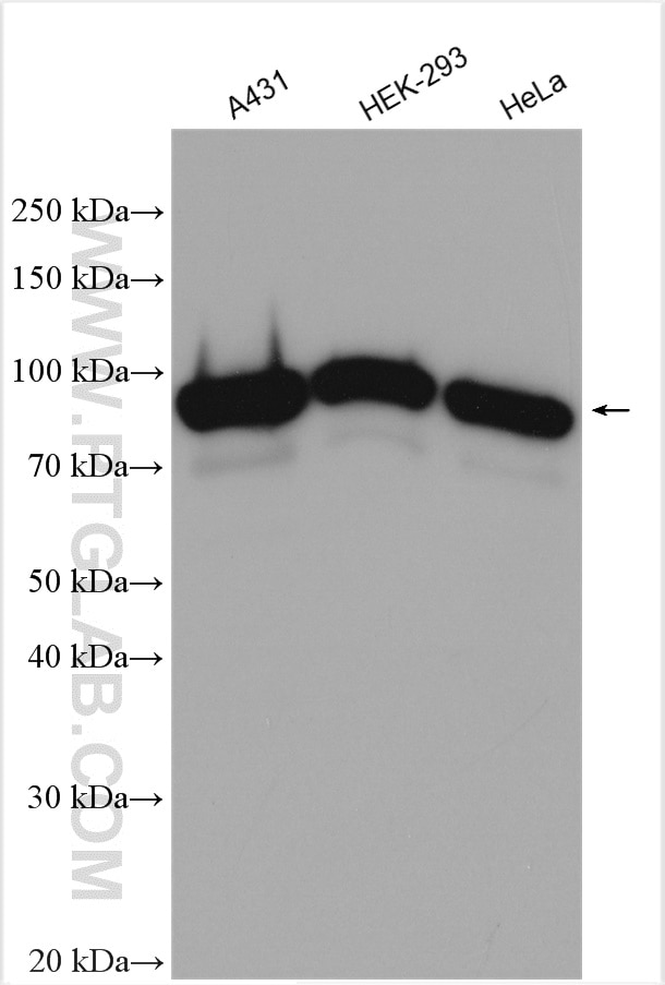 Western Blot (WB) analysis of various lysates using CSDE1 Polyclonal antibody (13319-1-AP)