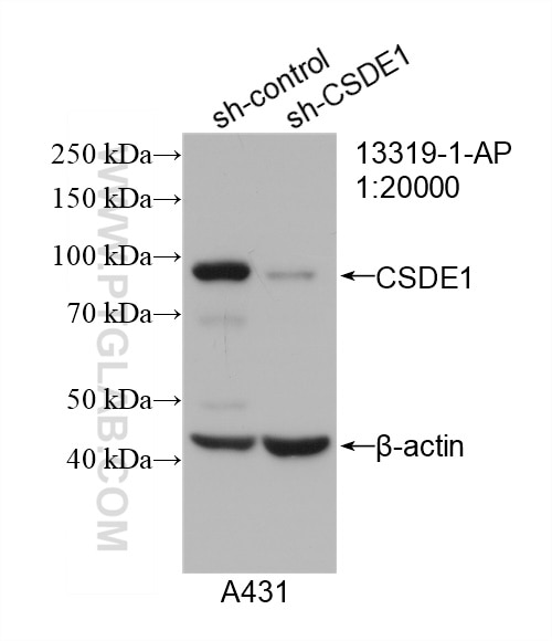 Western Blot (WB) analysis of A431 cells using CSDE1 Polyclonal antibody (13319-1-AP)
