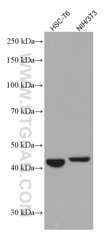 Western Blot (WB) analysis of various lysates using Gamma Cystathionase Monoclonal antibody (60234-1-Ig)
