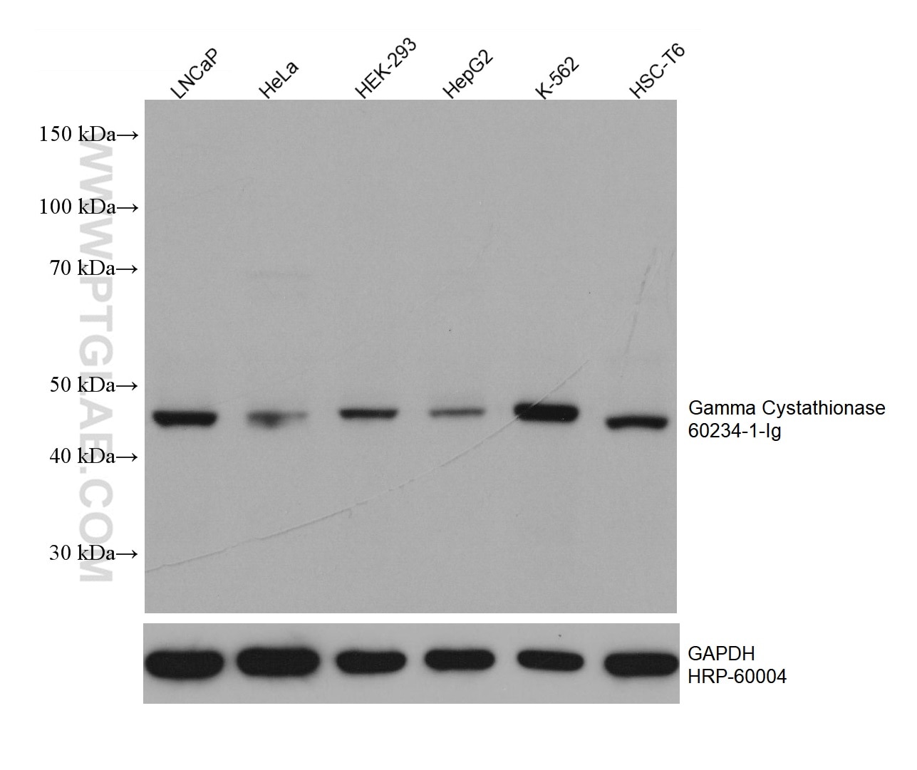 Western Blot (WB) analysis of various lysates using Gamma Cystathionase Monoclonal antibody (60234-1-Ig)