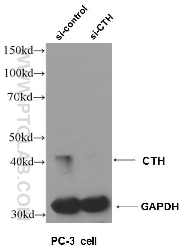 WB analysis of PC-3 cells using 60234-1-Ig