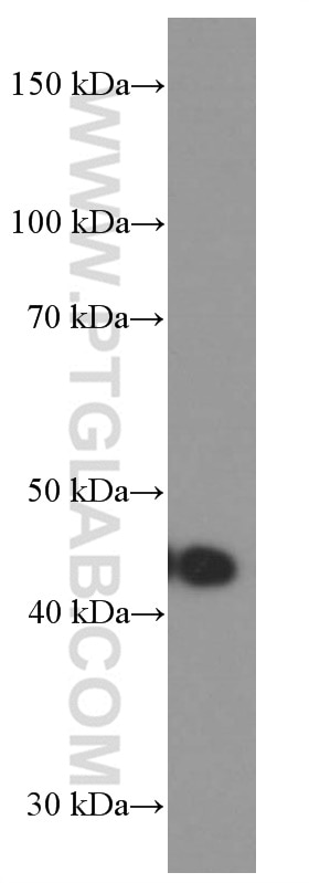 Western Blot (WB) analysis of HEK-293 cells using Gamma Cystathionase Monoclonal antibody (60234-1-Ig)