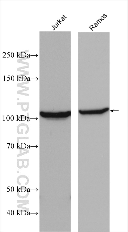 Western Blot (WB) analysis of various lysates using CSE1L Polyclonal antibody (22219-1-AP)