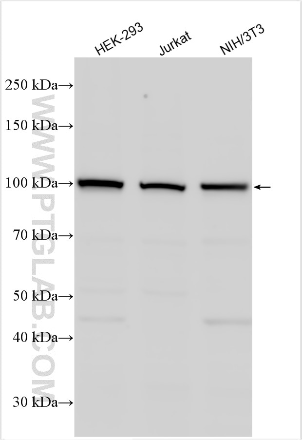 Western Blot (WB) analysis of various lysates using CSE1L Polyclonal antibody (22219-1-AP)