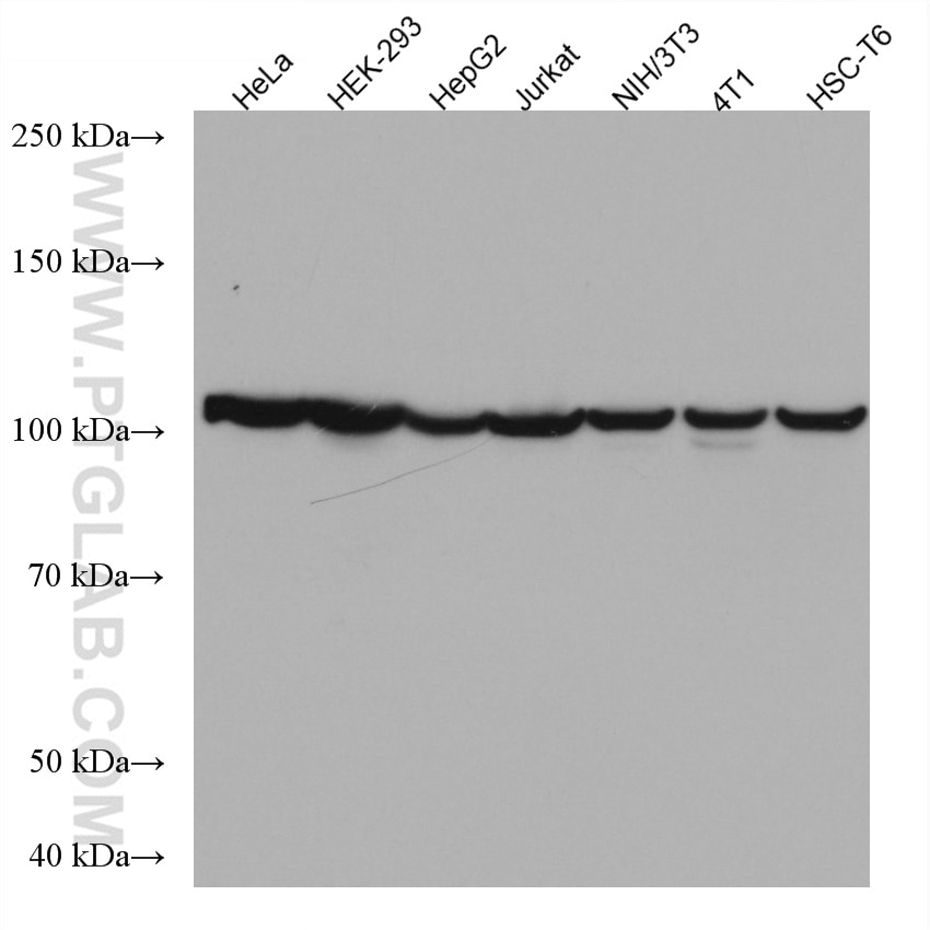 Western Blot (WB) analysis of various lysates using CSE1L Monoclonal antibody (67306-1-Ig)