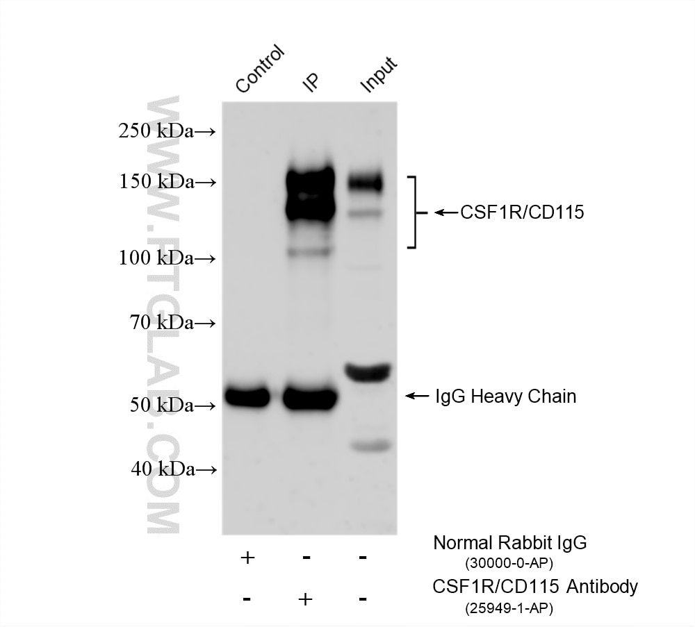 Immunoprecipitation (IP) experiment of THP-1 cells using CSF1R/CD115 Polyclonal antibody (25949-1-AP)