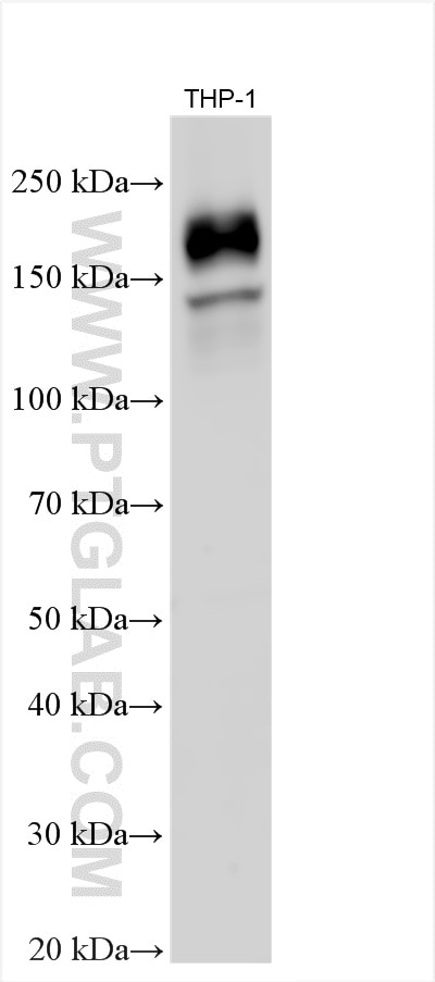 WB analysis using 34701-1-AP Western Blot (WB) analysis of various lysates using CSF1R/CD115 Polyclonal antibody (34701-1-AP)