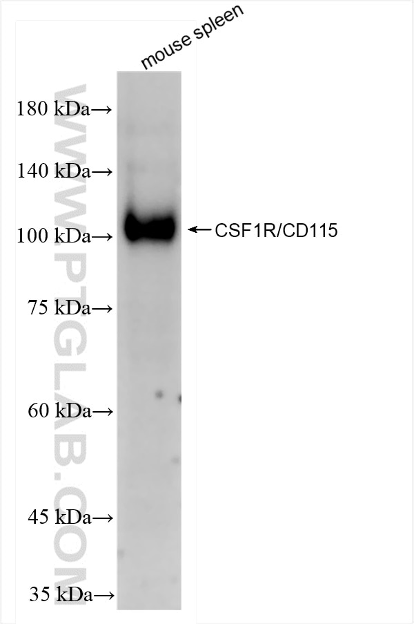 Western Blot (WB) analysis of mouse spleen tissue using CSF1R/CD115 Recombinant antibody (84919-1-RR)