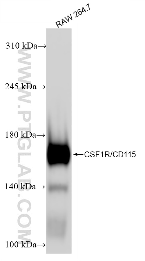 Western Blot (WB) analysis of RAW 264.7 cells using CSF1R/CD115 Recombinant antibody (84919-4-RR)