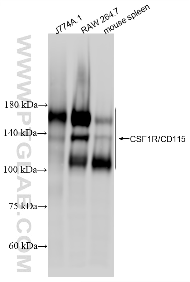 Various lysates were subjected to SDS PAGE followed by western blot with 84919-6-RR (CSF1R/CD115 antibody) at dilution of 1:2000 incubated at room temperature for 1.5 hours. Western Blot (WB) analysis of various lysates using CSF1R/CD115 Recombinant monoclonal antibody (84919-6-RR)