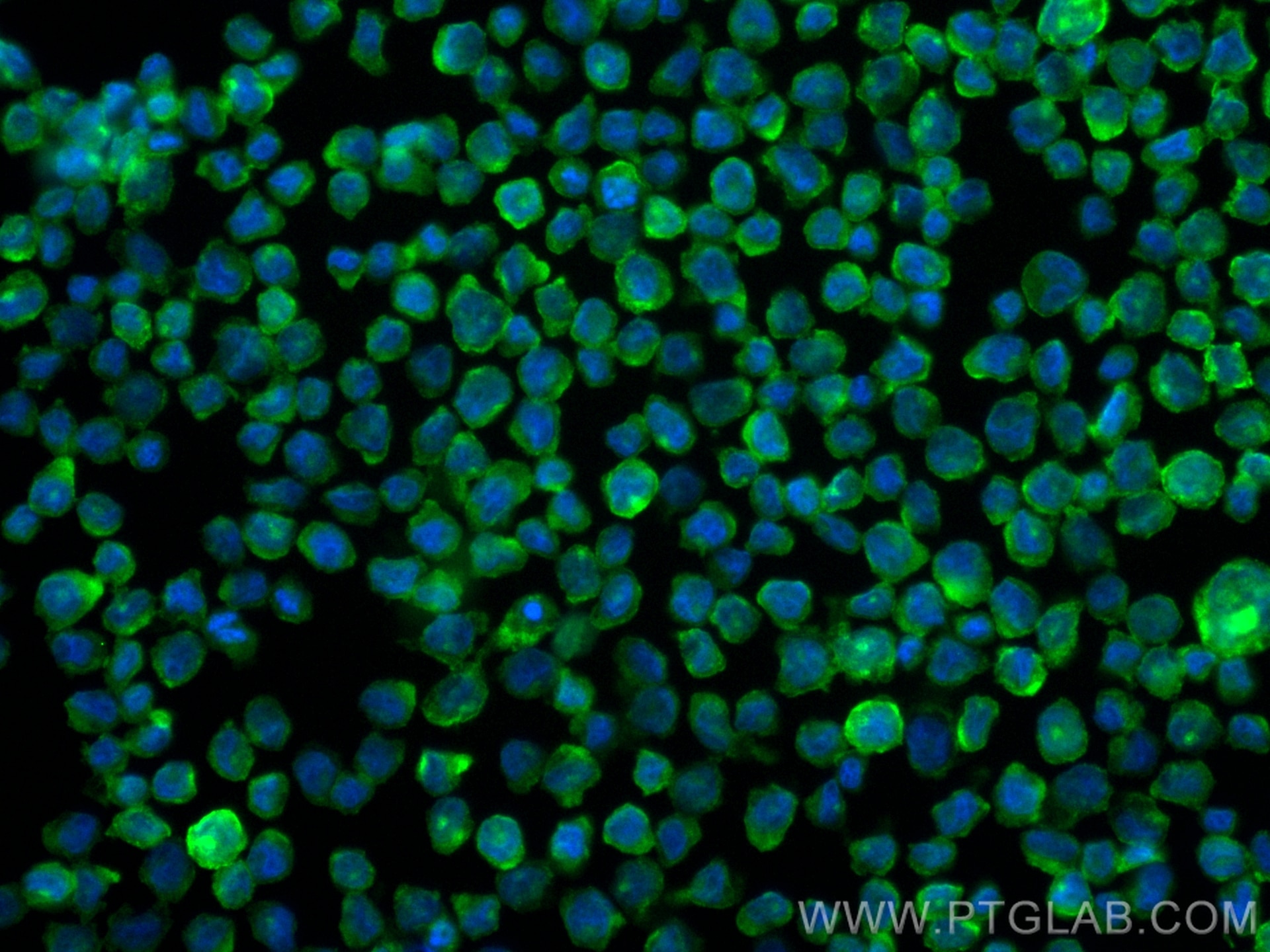 Immunofluorescence (IF) / fluorescent staining of THP-1 cells using CoraLite® Plus 488-conjugated CSF1R/CD115 Recombin (CL488-84477-6)