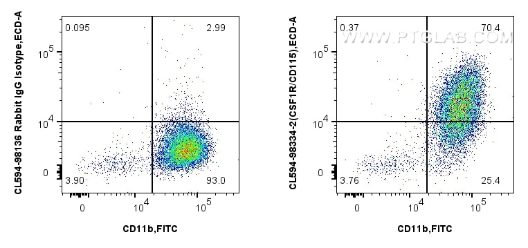 1x10^6 mouse peritoneal macrophages were surface stained with FITC Plus Anti-Mouse CD11b, and 0.25 ug CoraLite®594 Anti-Mouse CSF1R/CD115 Rabbit RecAb (CL594-98334-2, Clone: 242213B1) or CoraLite®594 Rabbit IgG Isotype Control RecAb (CL594-98136, Clone: 240953C9). Cells were incubated with FC Receptor Block prior to staining. Cells were not fixed. Flow cytometry (FC) experiment of mouse peritoneal macrophages using CoraLite®594 Anti-Mouse CSF1R/CD115 Rabbit Recombi (CL594-98334-2)