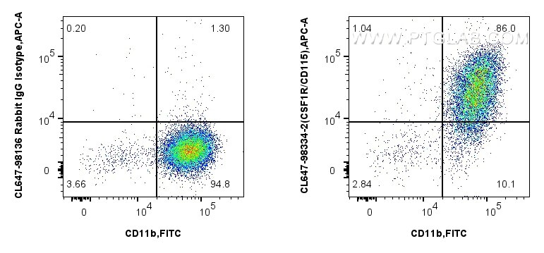 1x10^6 mouse peritoneal macrophages were surface stained with FITC Plus Anti-Mouse CD11b, and 0.25 ug CoraLite® Plus 647 Anti-Mouse CSF1R/CD115 Rabbit RecAb (CL647-98334-2, Clone: 242213B1) or CoraLite® Plus 647 Rabbit IgG Isotype Control RecAb (CL647-98136, Clone: 240953C9). Cells were incubated with FC Receptor Block prior to staining. Cells were not fixed. Flow cytometry (FC) experiment of mouse peritoneal macrophages using CoraLite® Plus 647 Anti-Mouse CSF1R/CD115 Rabbit R (CL647-98334-2)