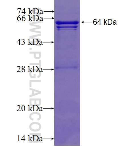 CSF1R fusion protein Ag22845 SDS-PAGE