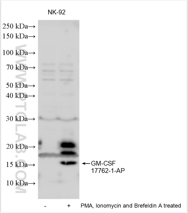 Western Blot (WB) analysis of various lysates using GM-CSF Polyclonal antibody (17762-1-AP)