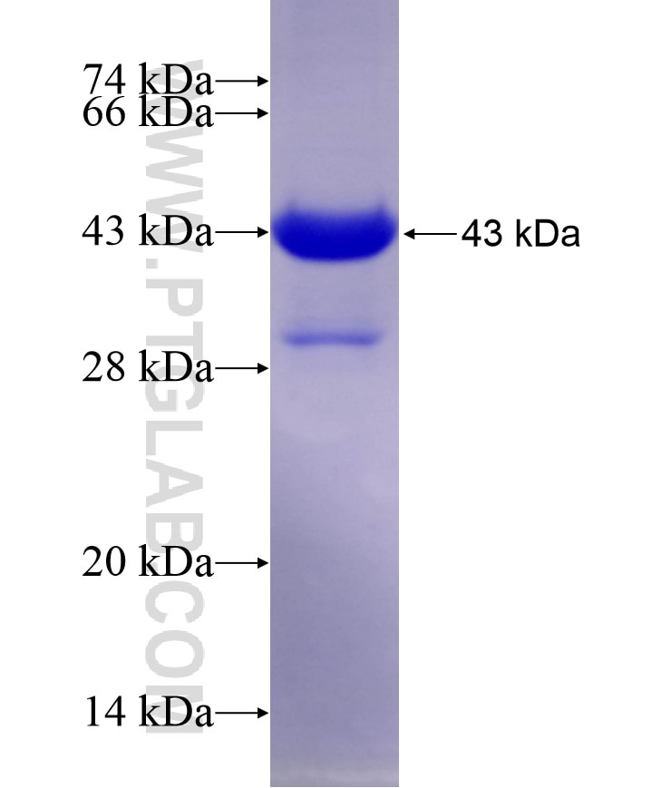 CSF2 fusion protein Ag12142 SDS-PAGE