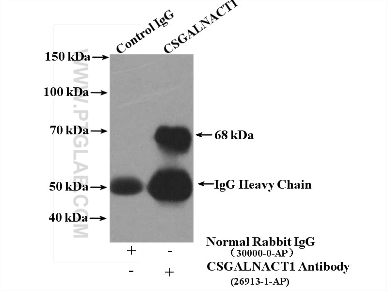 Immunoprecipitation (IP) experiment of PC-3 cells using CSGALNACT1 Polyclonal antibody (26913-1-AP)