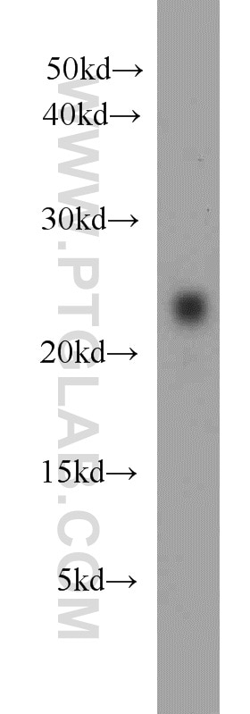 Western Blot (WB) analysis of human placenta tissue using Placental lactogen Polyclonal antibody (10178-1-AP)